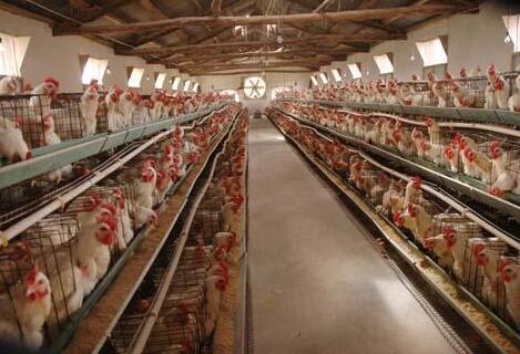 養殖場氨氣檢測儀報警值設定標準是多少